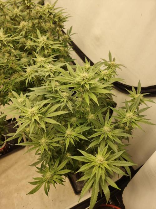 Blue zushi. dutch passion.. Week 14