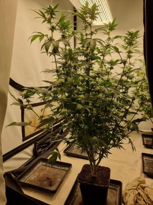 LCG cuttings.. Week 14
