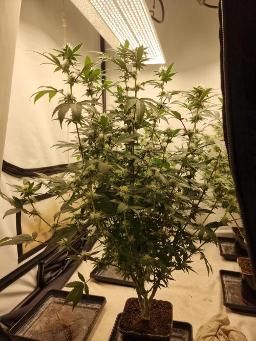 LCG cuttings.. Week 14