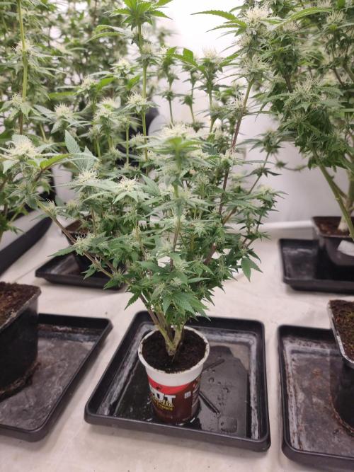 LCG cuttings.. Week 14