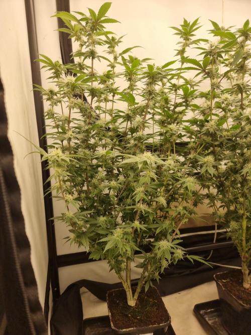 LCG cuttings.. Week 14