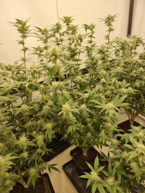 LCG cuttings.. Week 14