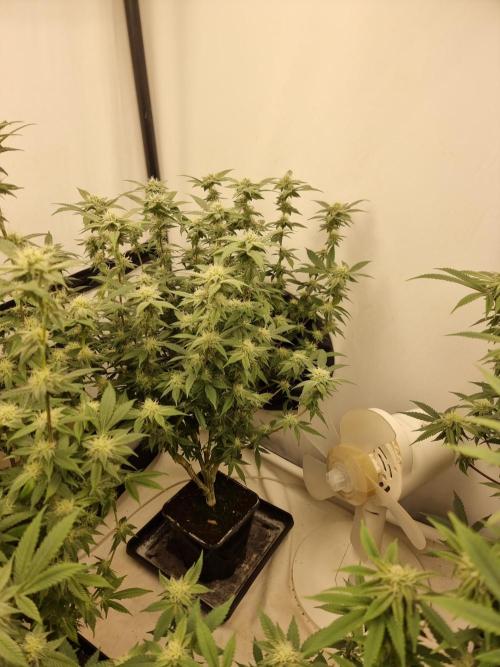 LCG cuttings.. Week 14