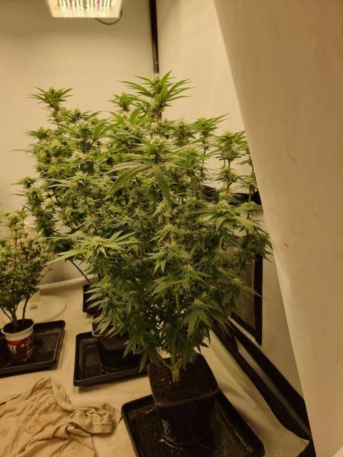 Blue zushi. dutch passion.. Week 15