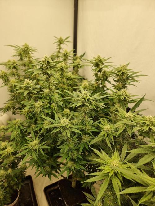 Blue zushi. dutch passion.. Week 15