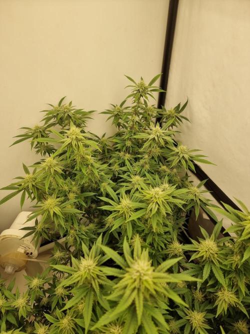 Blue zushi. dutch passion.. Week 15