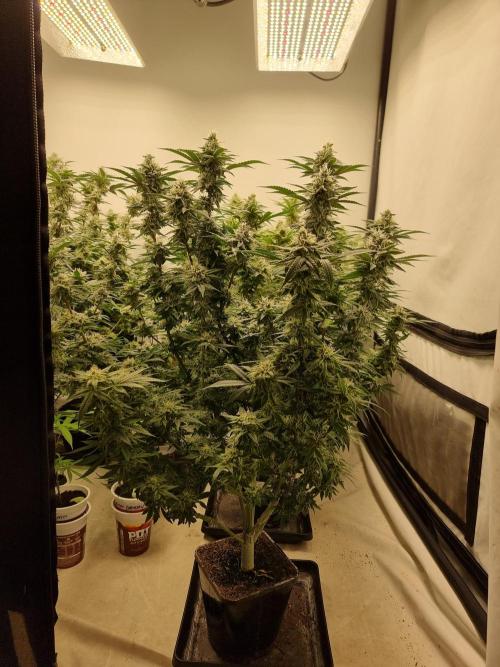Blue zushi. dutch passion.. Week 16