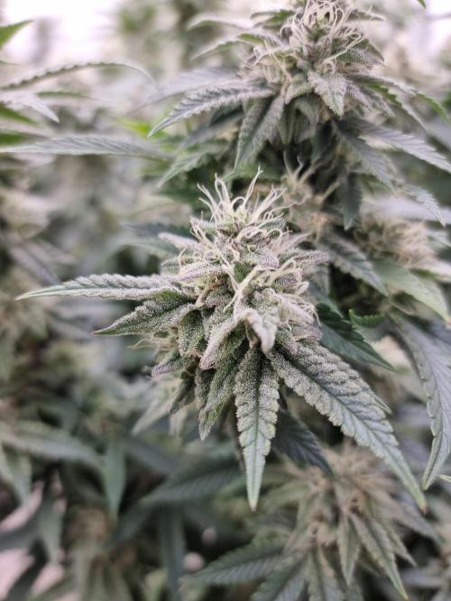 Blue zushi. dutch passion.. Week 16