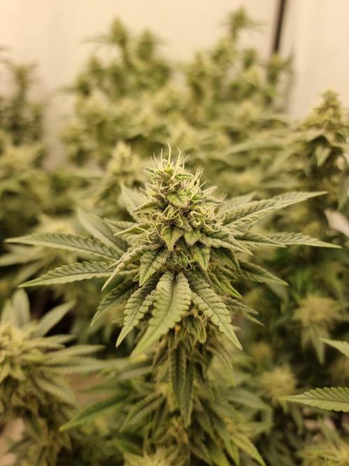 Blue zushi. dutch passion.. Week 16