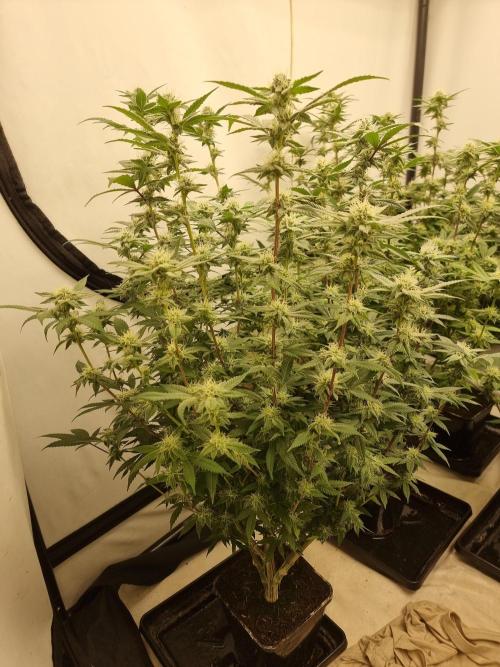 LCG cuttings.. Week 15