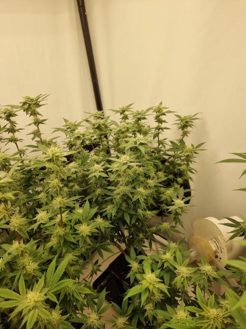 LCG cuttings.. Week 15