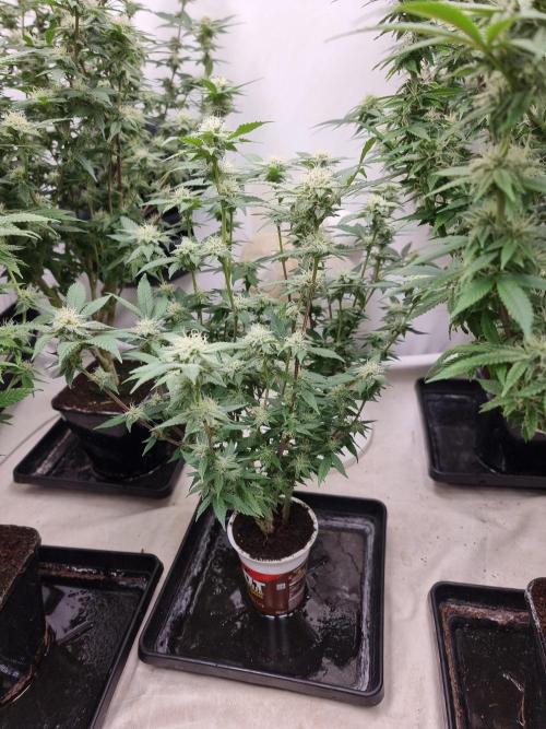 LCG cuttings.. Week 15
