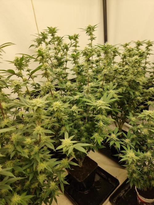 Cocos Premium. Week 15