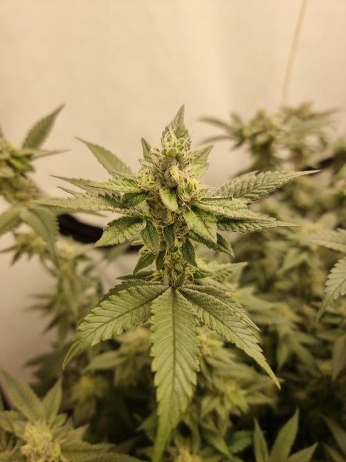 LCG cuttings.. Week 16