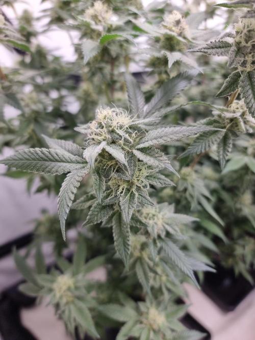 LCG cuttings.. Week 16