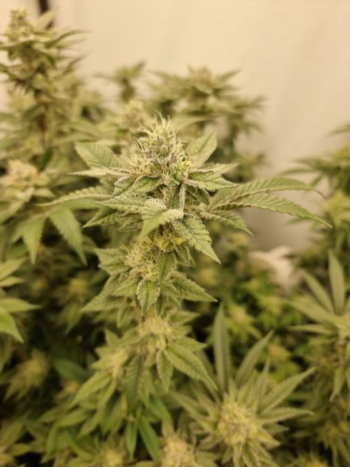 LCG cuttings.. Week 16