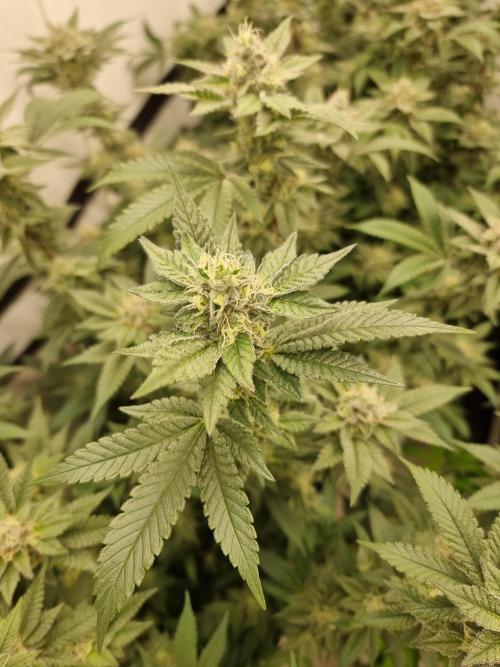 LCG cuttings.. Week 16