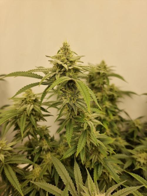 LCG cuttings.. Week 16
