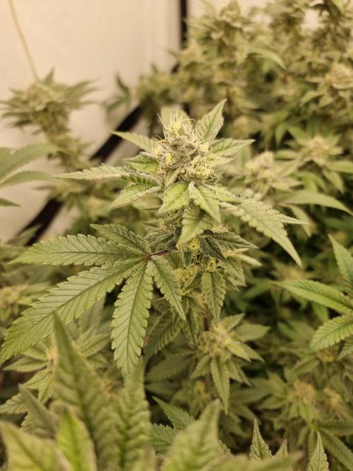 LCG cuttings.. Week 16