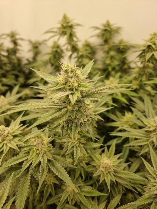 Cocos Premium. Week 16