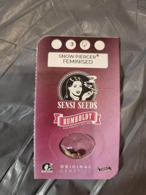 Snow Piercer.  SENSI SEEDS.. Week 0 - Im looking forward to this one. 