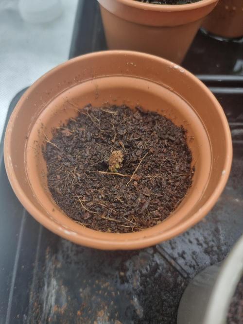 Snow Piercer.  SENSI SEEDS.. Week 0