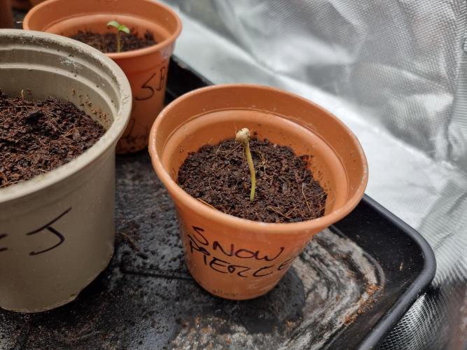Snow Piercer.  SENSI SEEDS.. Week 0