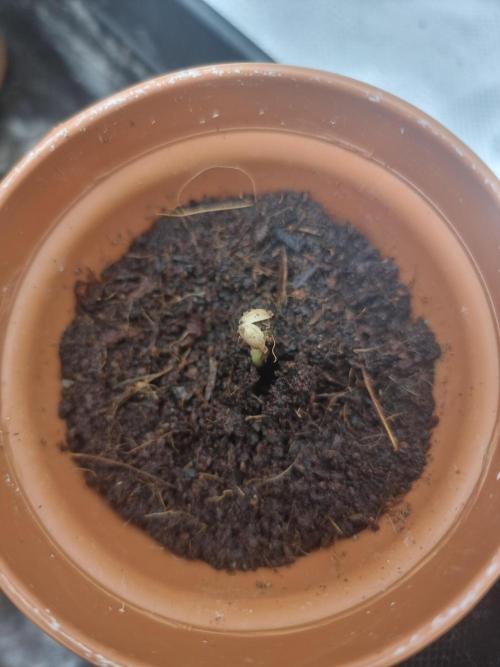Snow Piercer.  SENSI SEEDS.. Week 0 - Day 5 from going in the substrate.