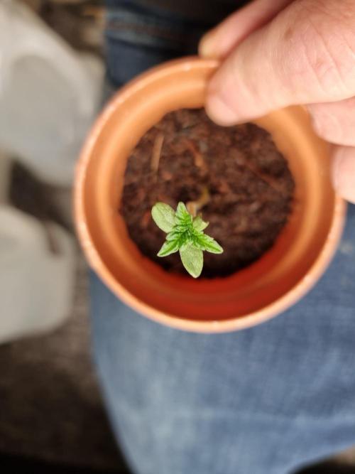 Snow Piercer.  SENSI SEEDS.. Week 1 - Three leaves 👌