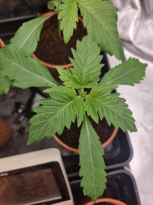 Snow Piercer.  SENSI SEEDS.. Week 1 - Looking different 