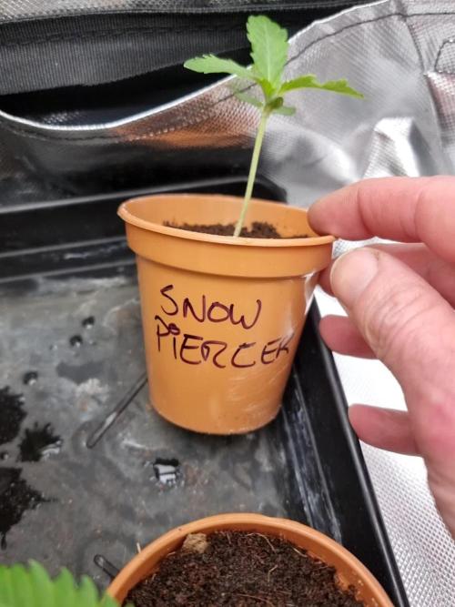 Snow Piercer.  SENSI SEEDS.