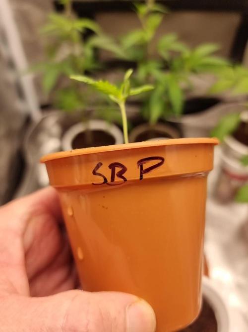 Super berry poundcake. SENSI SEEDS.