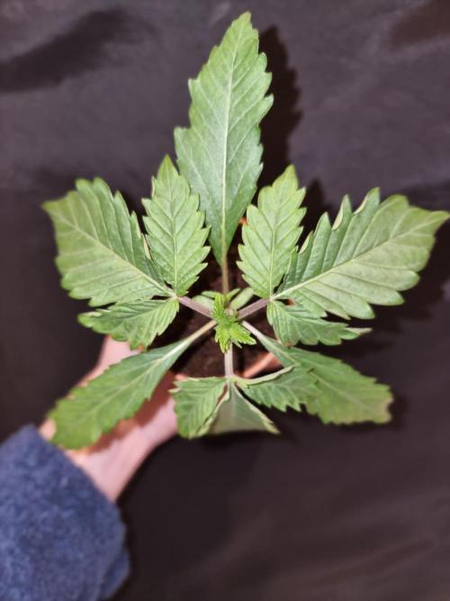 Snow Piercer.  SENSI SEEDS.. Week 2