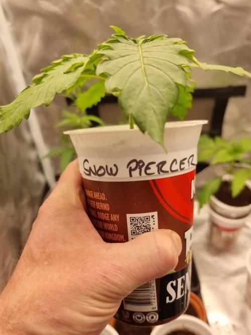 Snow Piercer.  SENSI SEEDS.