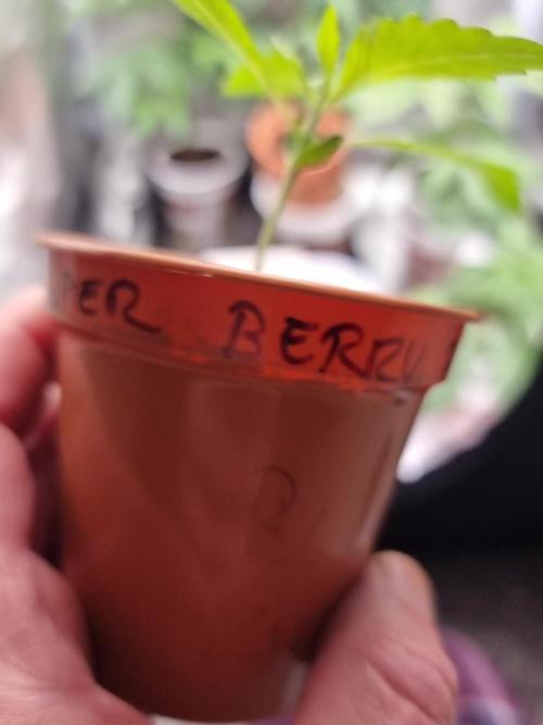 Super berry poundcake. SENSI SEEDS.