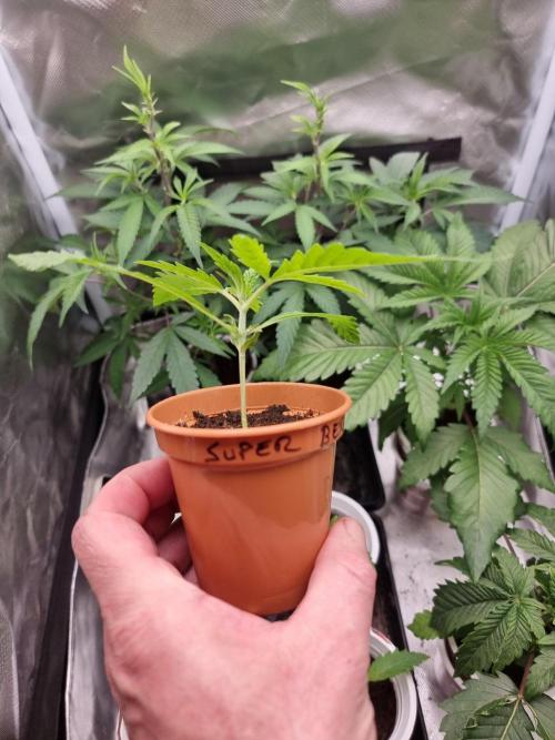 Super berry poundcake. SENSI SEEDS.. Week 2