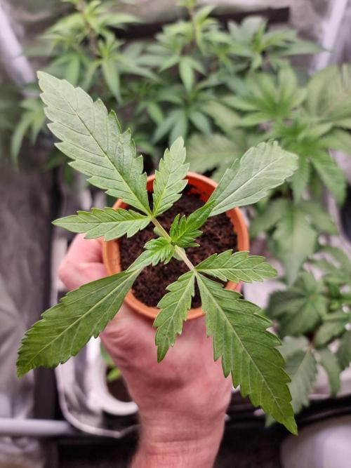 Super berry poundcake. SENSI SEEDS.. Week 2