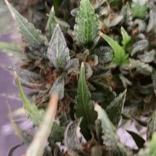 Greenhouse seeds autoflower 