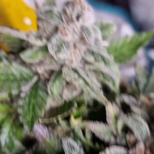 Greenhouse seeds autoflower 