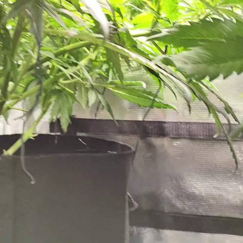 Runtz/BruceBanner#3/GG#4