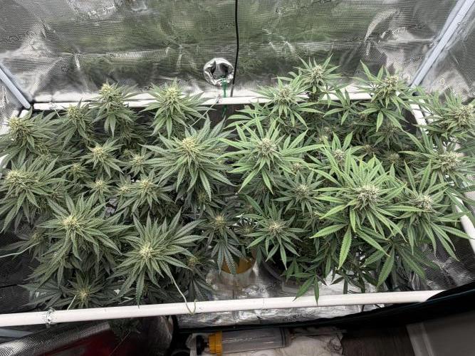 Glitter Gas/Peyote Zkittlez. Week 16
