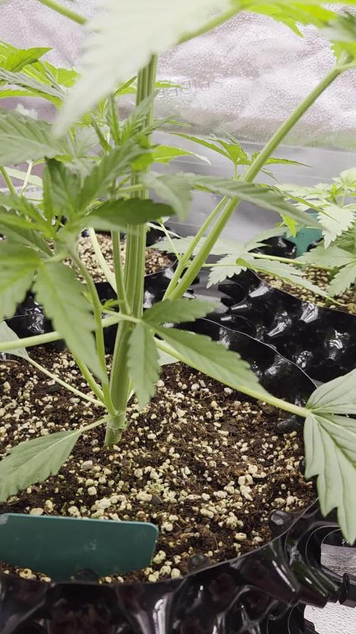 Five Plants One Goal