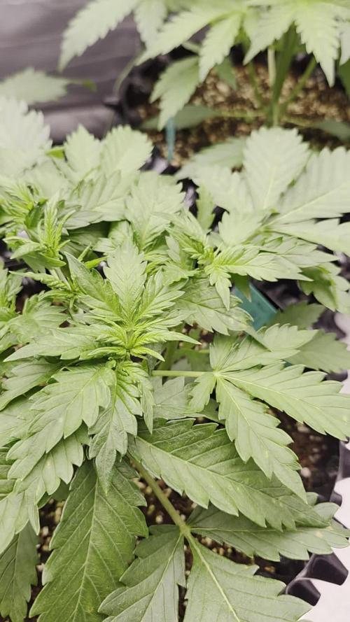 Five Plants One Goal