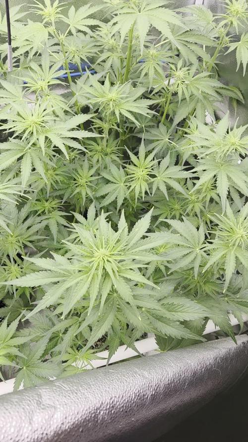 Five Plants One Goal