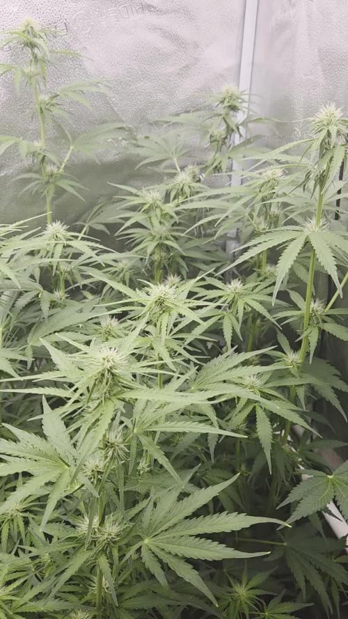 Five Plants One Goal