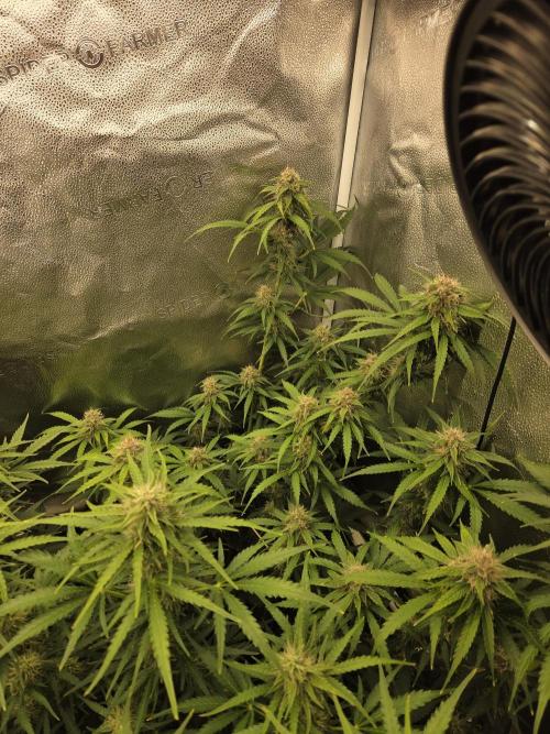 Five Plants One Goal. Week 8