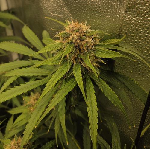 Five Plants One Goal. Week 8