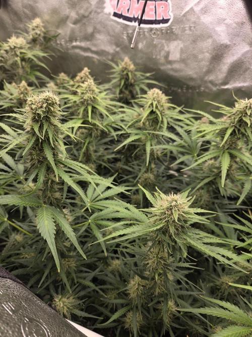 Five Plants One Goal. Week 8