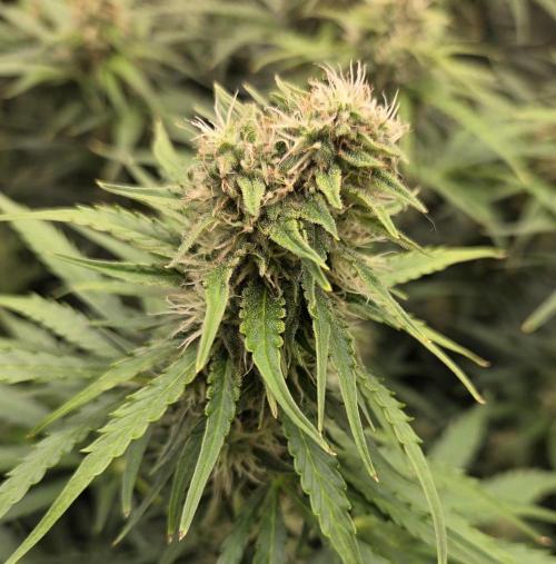 Five Plants One Goal. Week 8