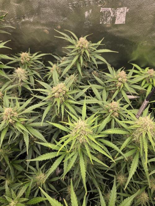 Five Plants One Goal. Week 8